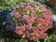 Sedum telephium 'Herbstfreude'